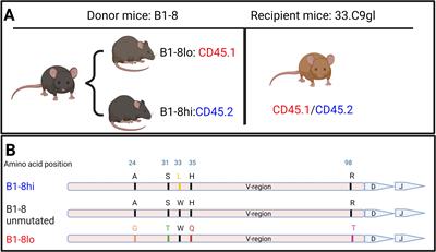 In vivo analysis of CRISPR-edited germinal center murine B cells